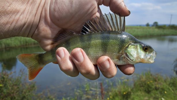river-fish-1164953_960_720